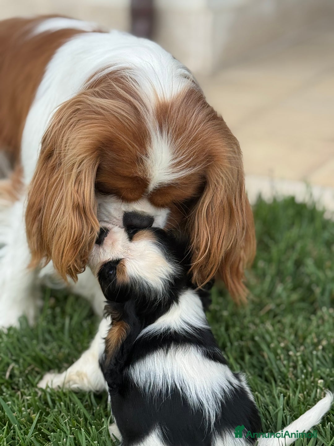 Cavalier King cani in vendita: Allevamento ENCI cuccioli cavalier king  - Annuncio 3
