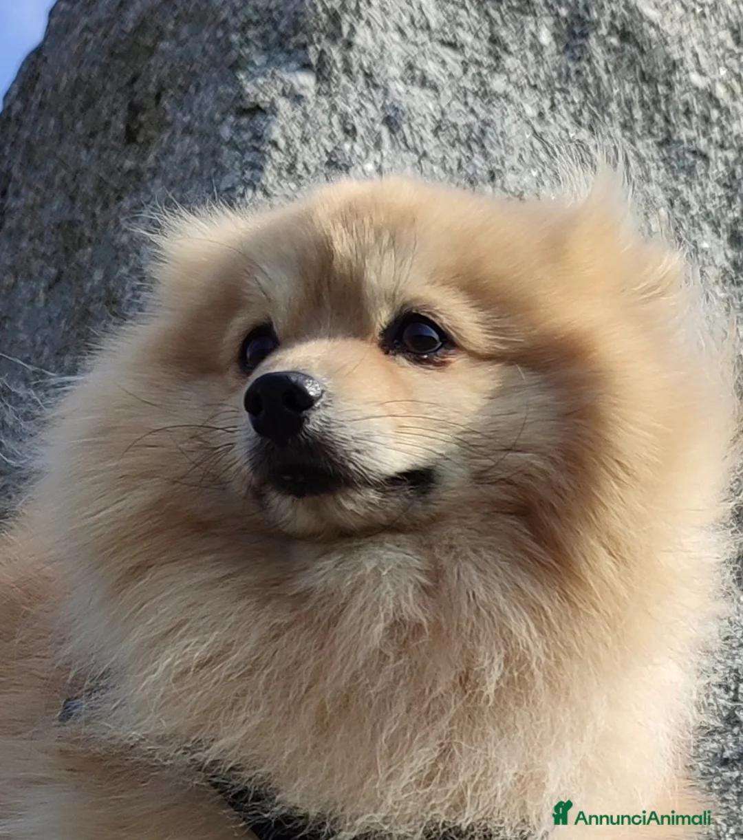 Volpino Pomerania cani per accoppiamento: Romeo cerca compagna a Città metropolitana di Milano - Annuncio 1