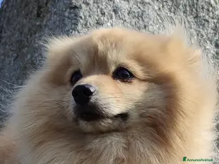 Volpino Pomerania cani Romeo cerca compagna - Annuncio 31