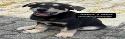 Meticcio cani in regalo: Cuccioli, non hanno chiesto di nascere  a Provincia di Brescia - Annuncio 11