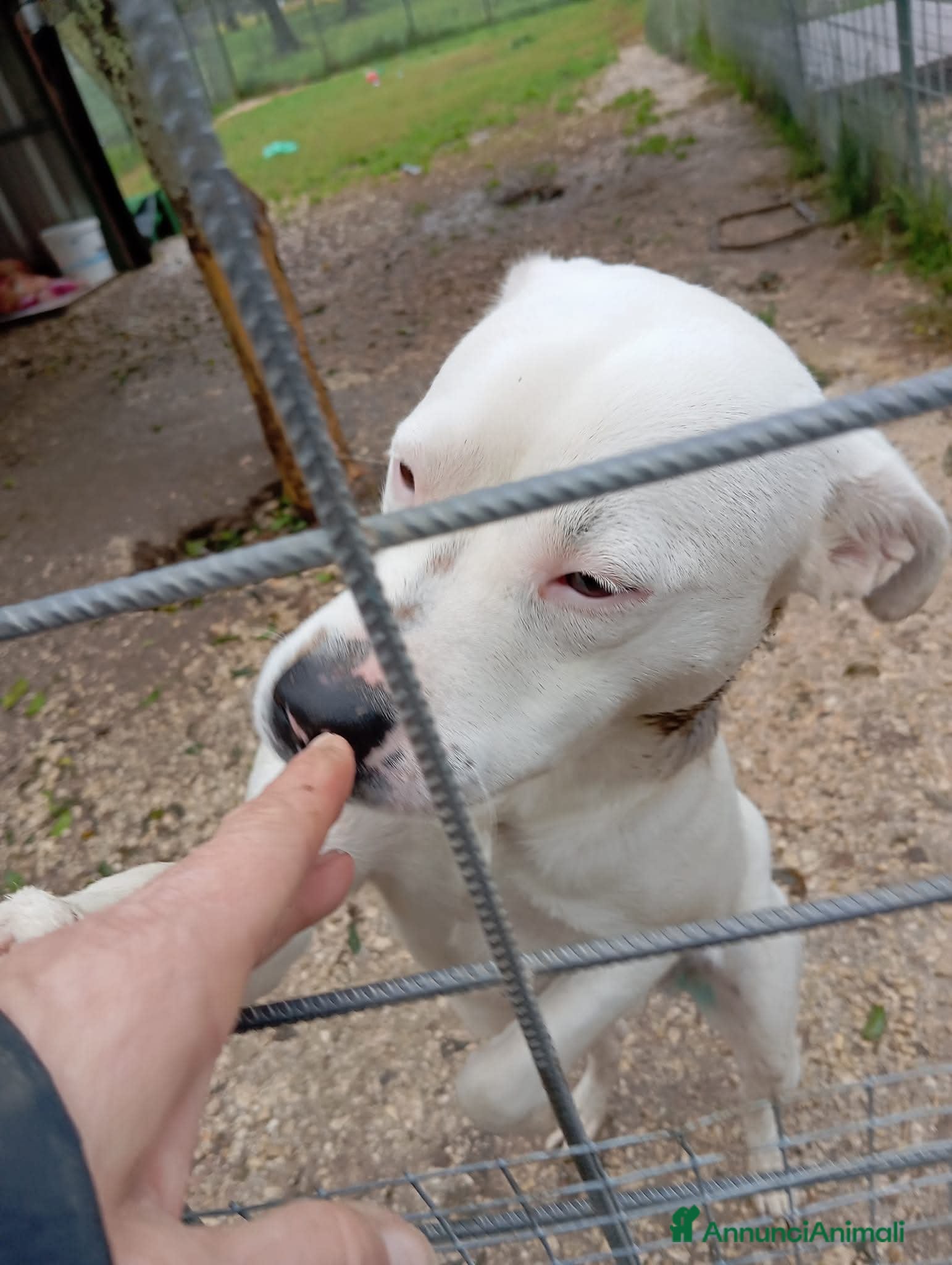 Meticcio cani SIMBA simil Staffordshire Bull Terrier - Annuncio 2