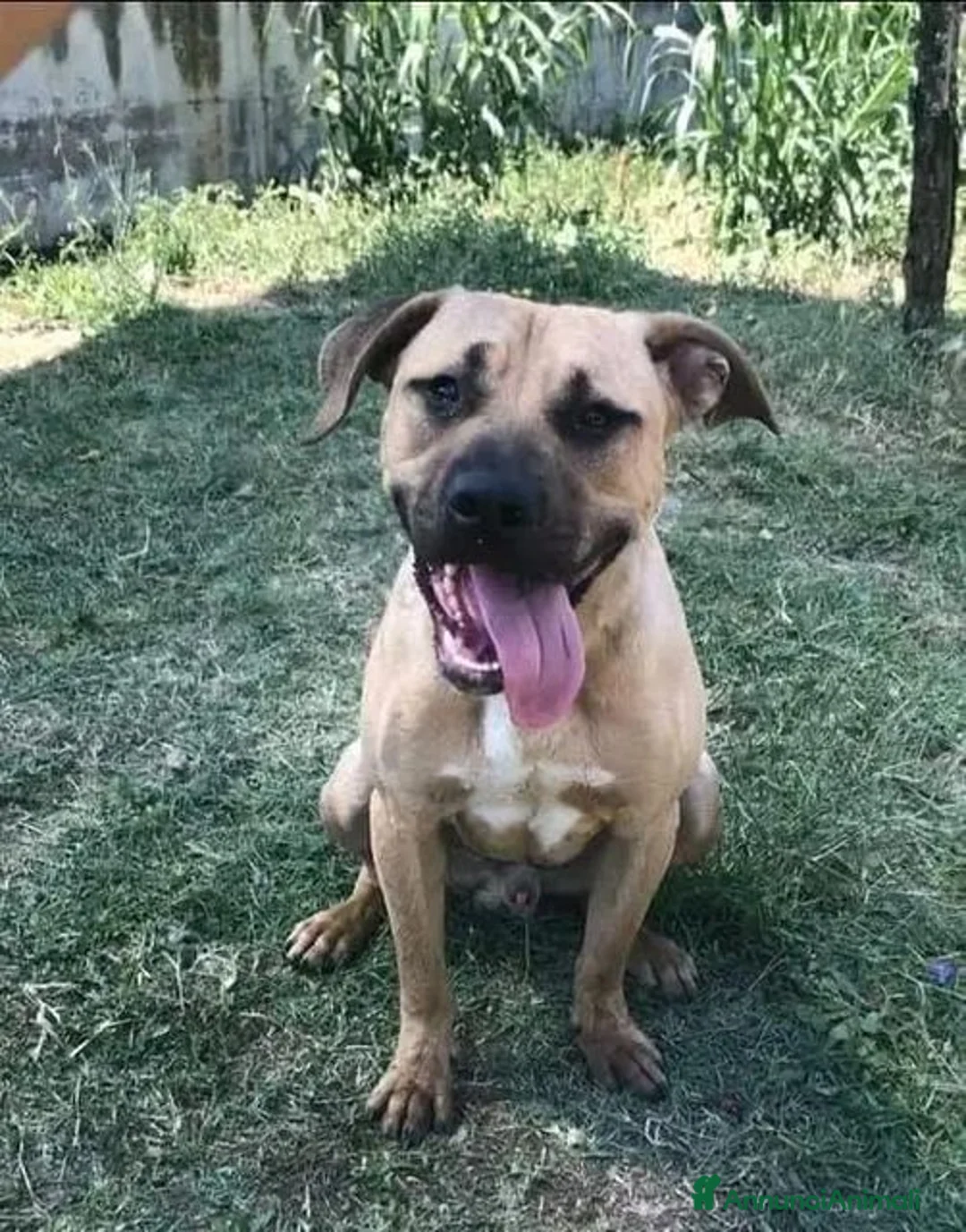 Meticcio cani in regalo: OTIS socievole simpaticone! - Annuncio 2