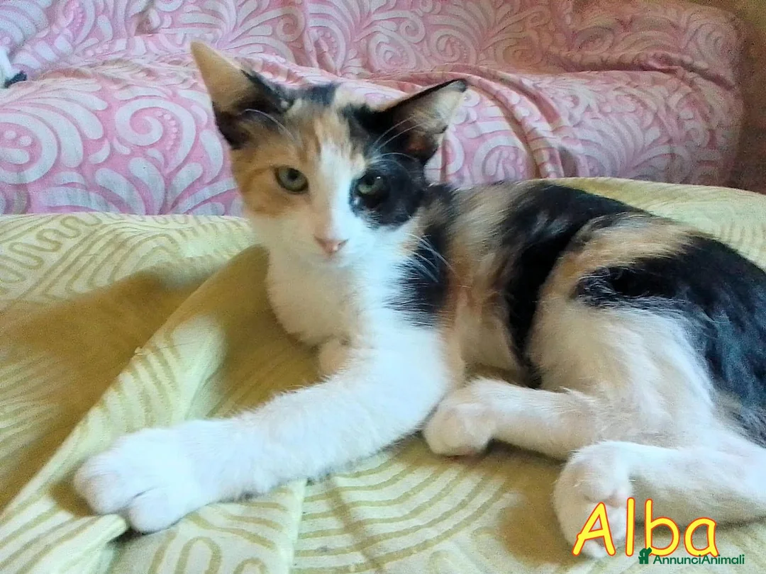Europeo gatti in regalo: 🧡 ALBA  DOLCE GATTINA CERCA CASA  a Città metropolitana di Roma Capitale - Annuncio 2