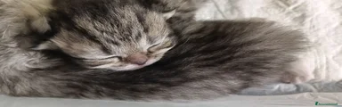 TABBY