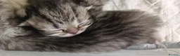 Persiano gatti in vendita: CUCCIOLI TABBY - CHICHILLA' SILVER e WHITE - Annuncio 10