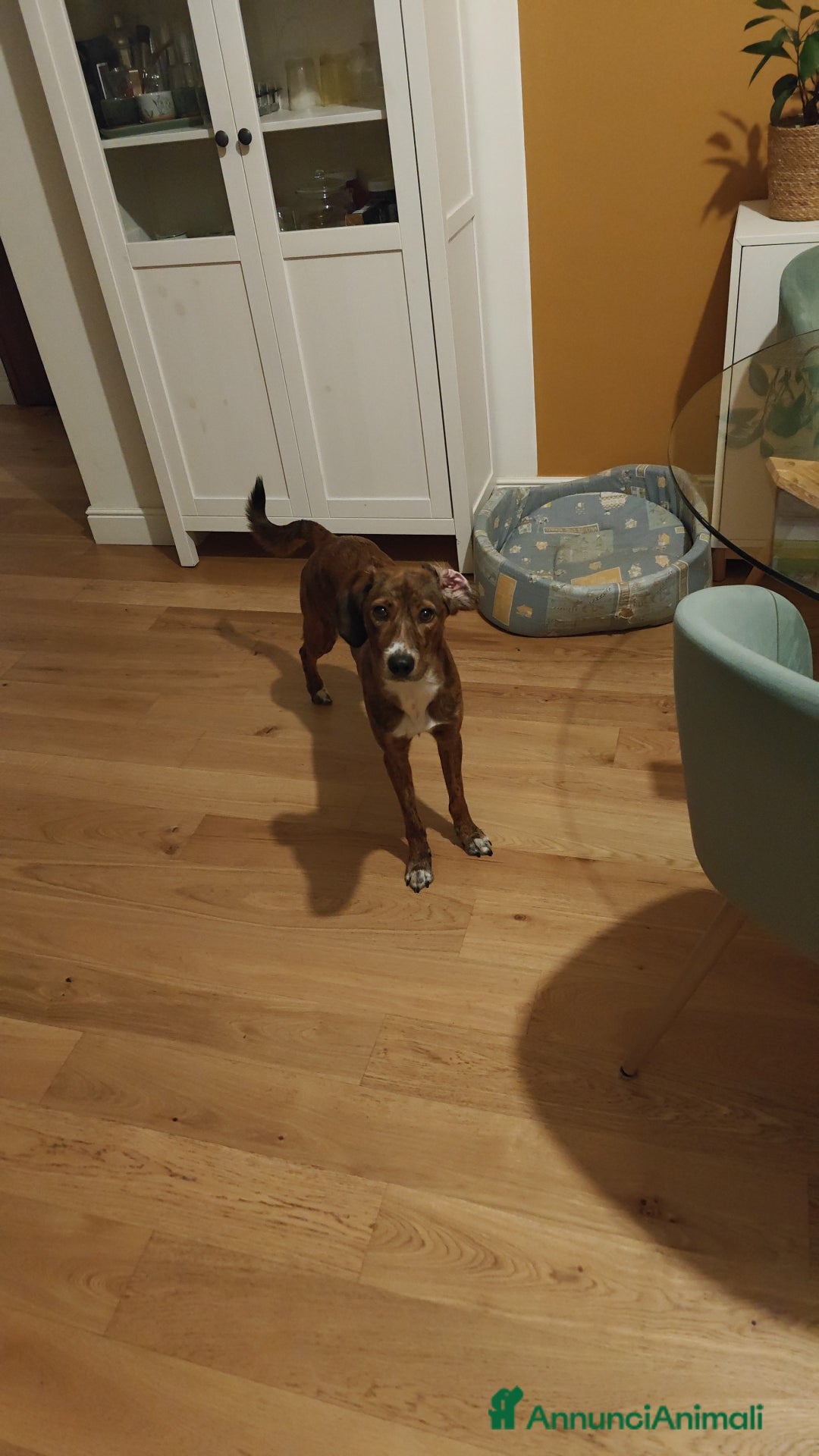 Segugio Maremmano cani per accoppiamento: Vega cerca un compagno per accoppiamento a Città Metropolitana di Torino - Immagine 3