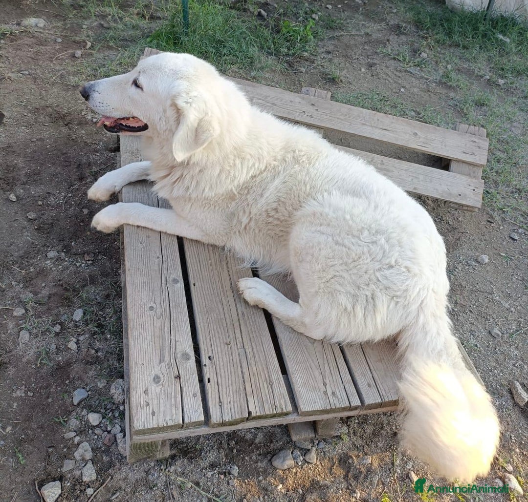 Pastore Maremmano cani in regalo: Tony meraviglioso Angelo di 4 anni rinchiuso  - Annuncio 12