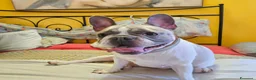 Bulldog Francese cani in vendita: Cuccioli di bulldog francese esotico - Annuncio 5