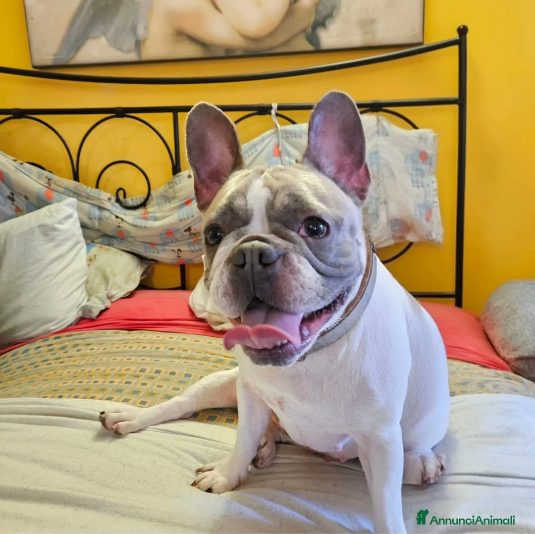 Bulldog Francese cani in vendita: Cuccioli di bulldog francese esotico - Annuncio 5