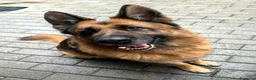 Meticcio cani in regalo: IBRA PASTORE TEDESCO - Annuncio 8