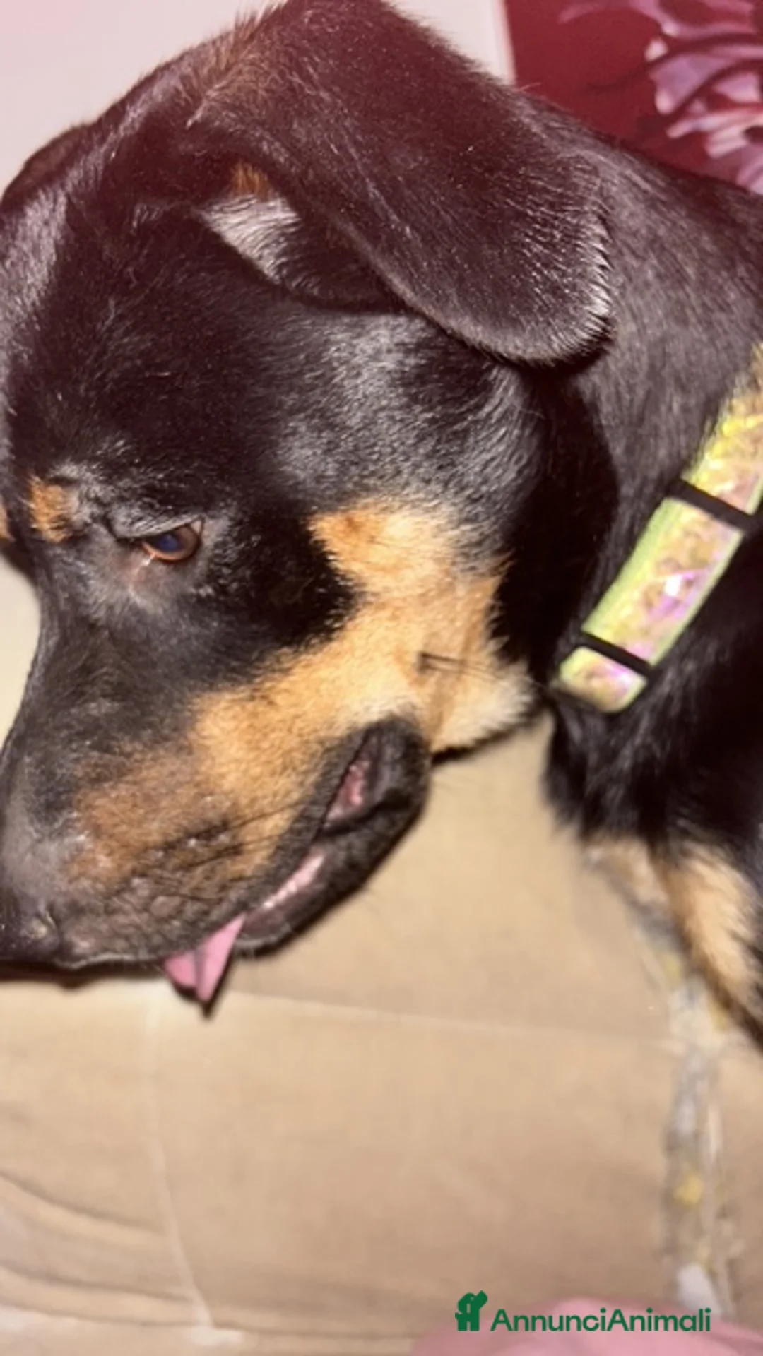 Meticcio cani in regalo: Cucciolone fuocato  a Provincia di Ancona - Annuncio 2