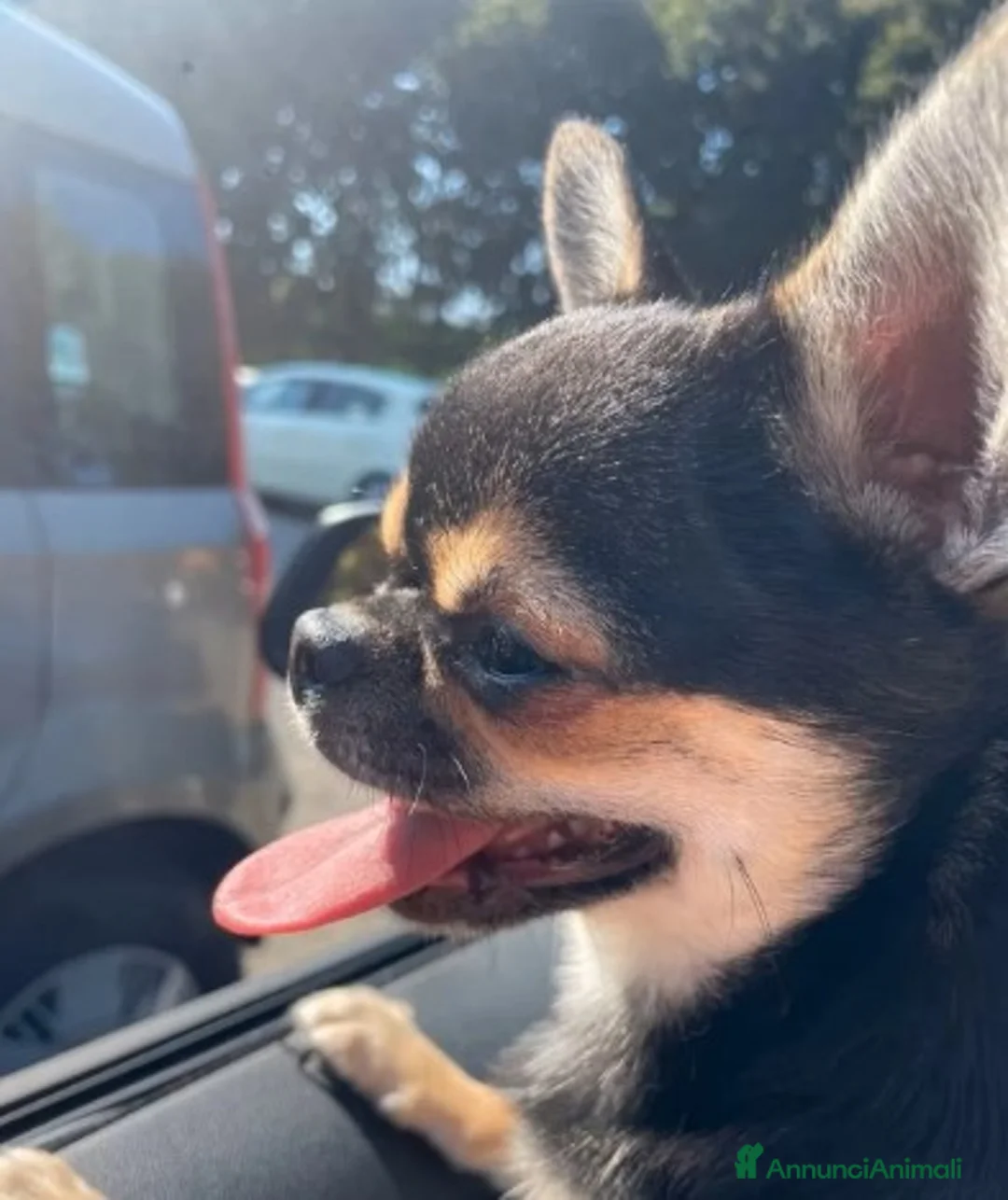 Chihuahua cani per accoppiamento: Stallone Chihuahua 2anni pelo corto nero per monte a Provincia di Monza e della Brianza - Annuncio 3