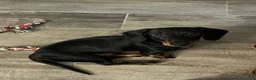 Bassotto cani in vendita: Bellissimo cucciolo di bassotto - Annuncio 3