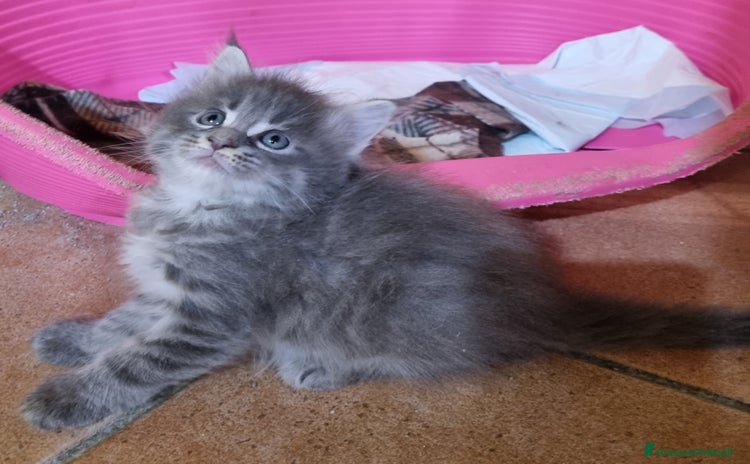 Maine Coon gatti MERAVIGLIOSI CUCCIOLI MAINECOON PEDIGREE ANFI - Annuncio 1