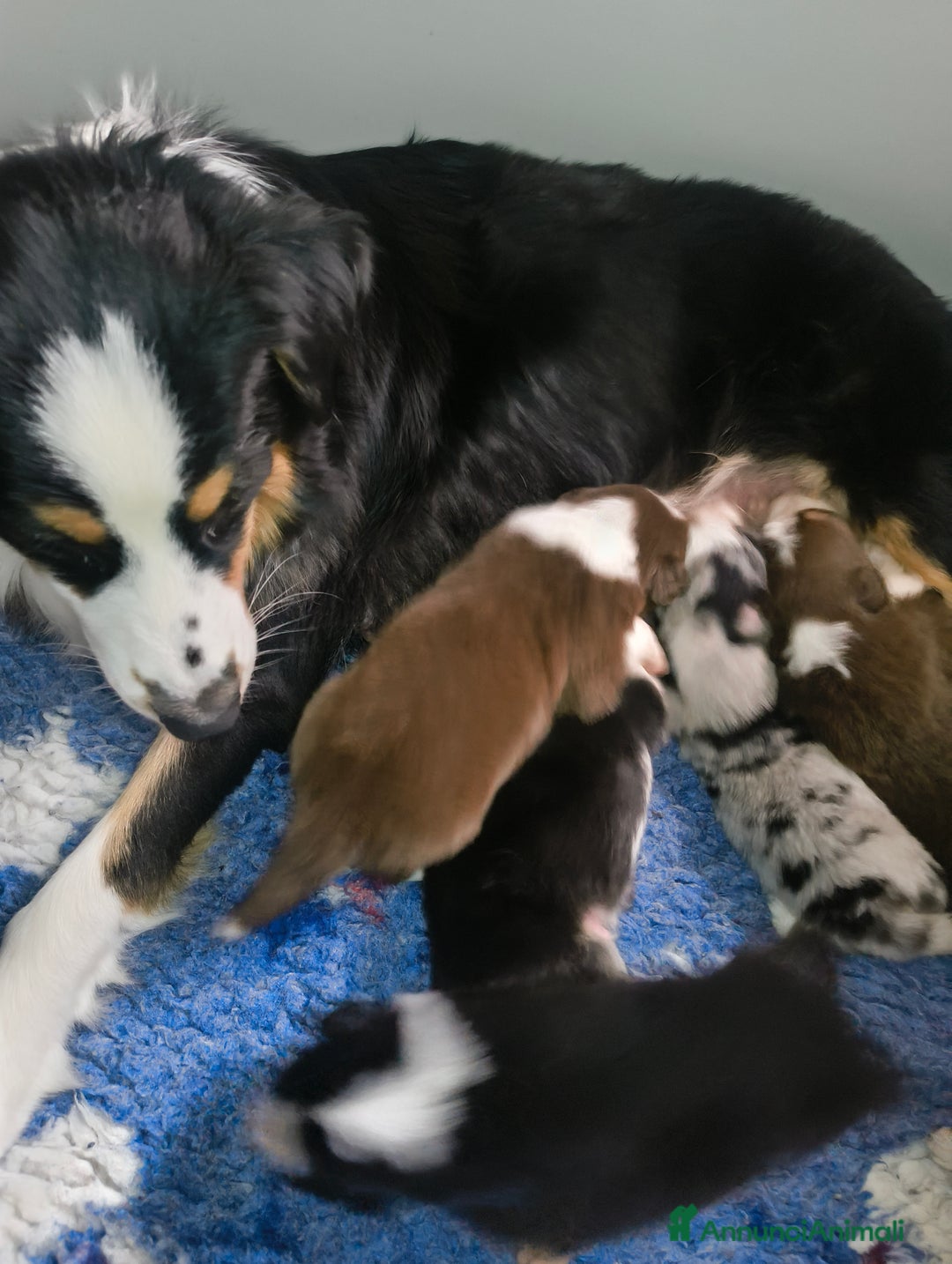 Australian Shepherd cani in vendita: Cucciola femmina di Pastore australiano  - Annuncio 10