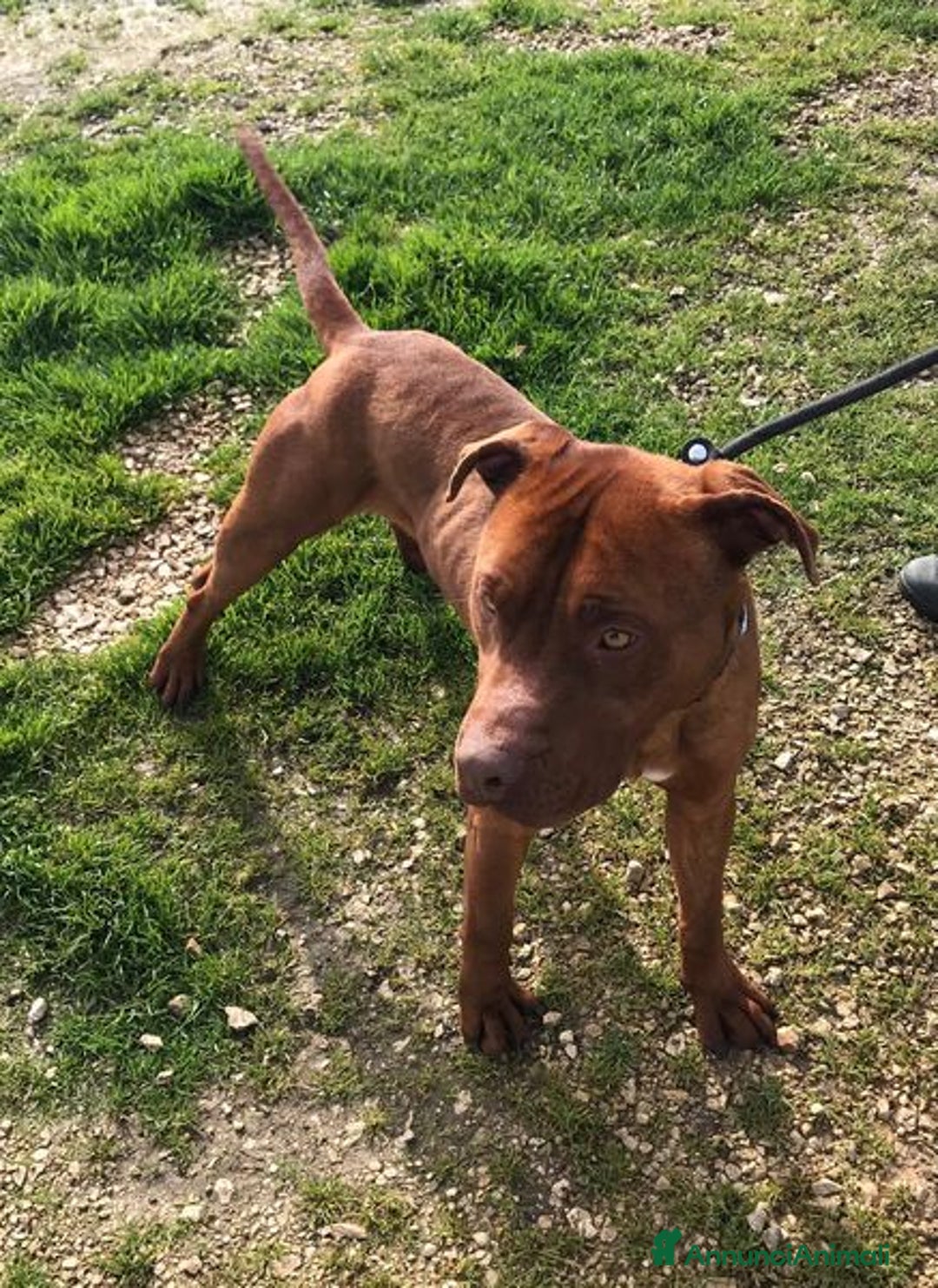 Meticcio cani in regalo: EVANDER, sguardo malinconico che conquista tutti a Provincia di Latina - Annuncio 10