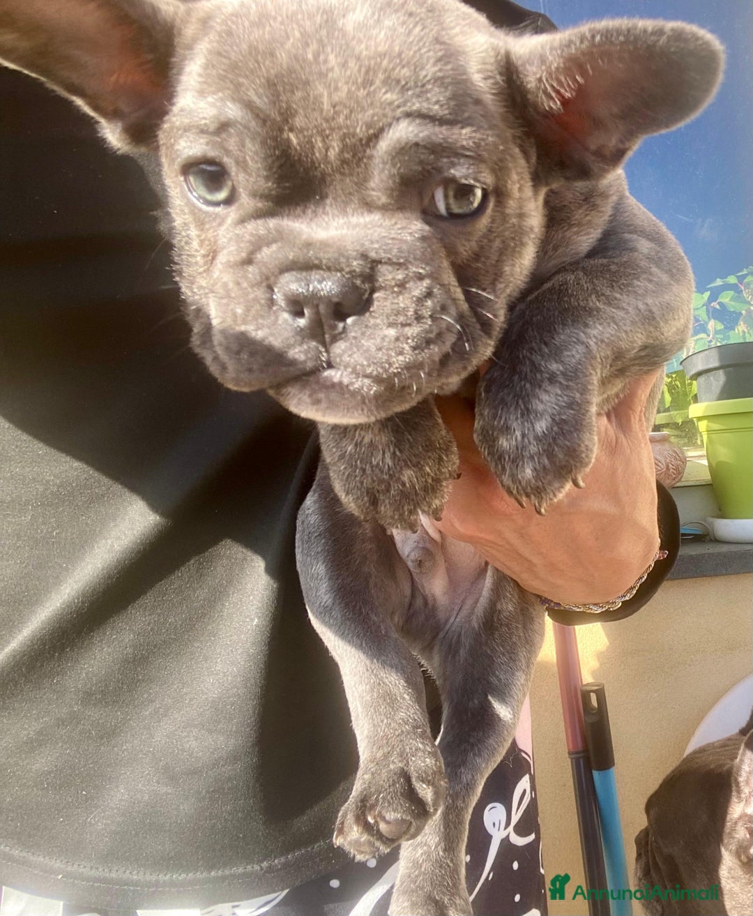 Bulldog Francese cani in vendita: Cuccioli bulldog francese  - Annuncio 4