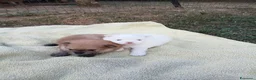 Volpino Pomerania cani in vendita: Cuccioli pomerania a Provincia di Verona - Annuncio 4