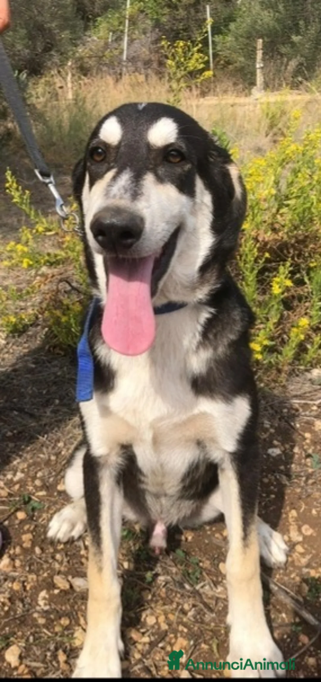 Meticcio cani in regalo: Mix Australian Shepherd 6mesi,buono,INVISIBILE!SOS - Annuncio 5