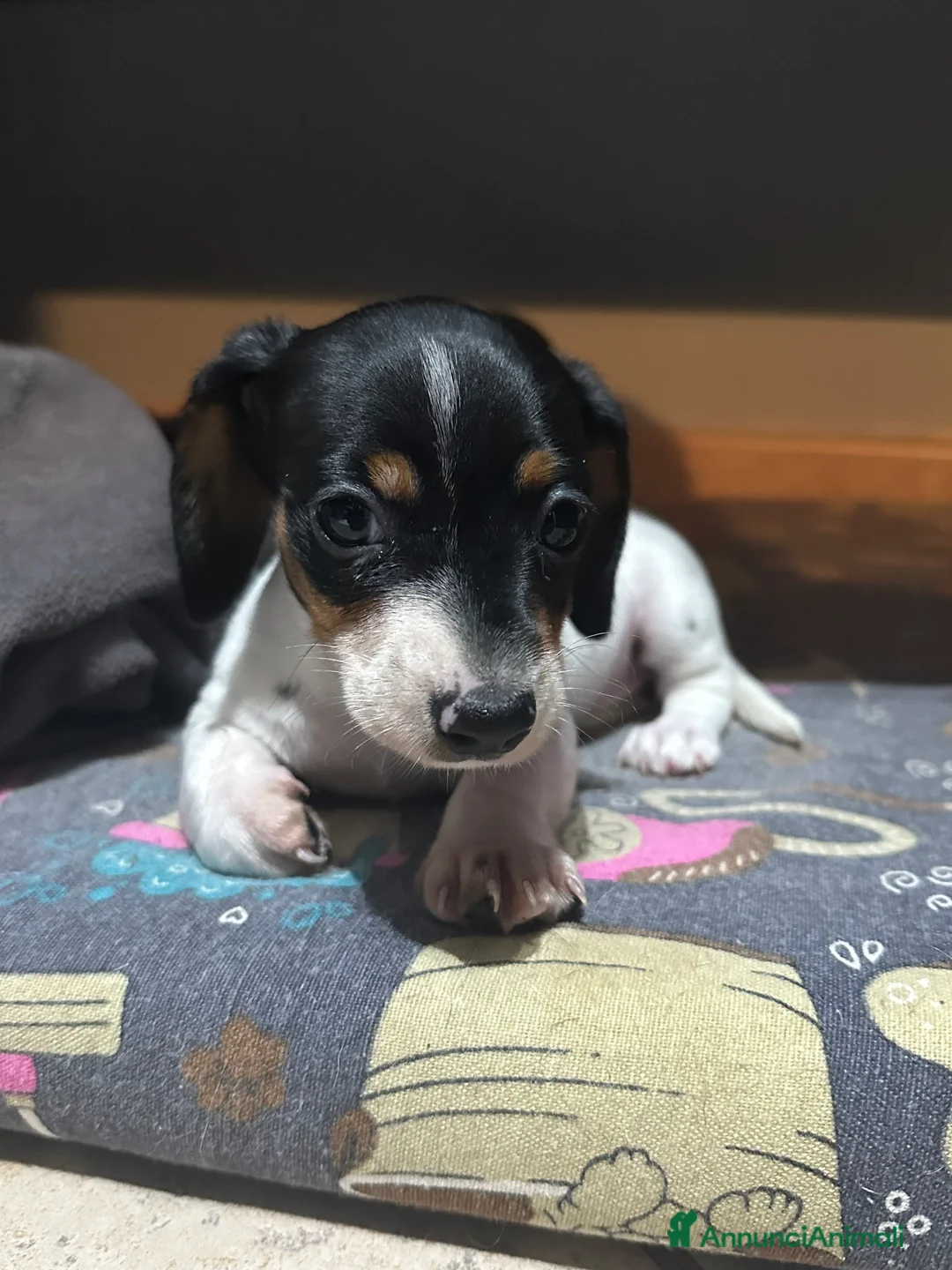Bassotto cani in vendita: Femmine bassotti piebald - Annuncio 3