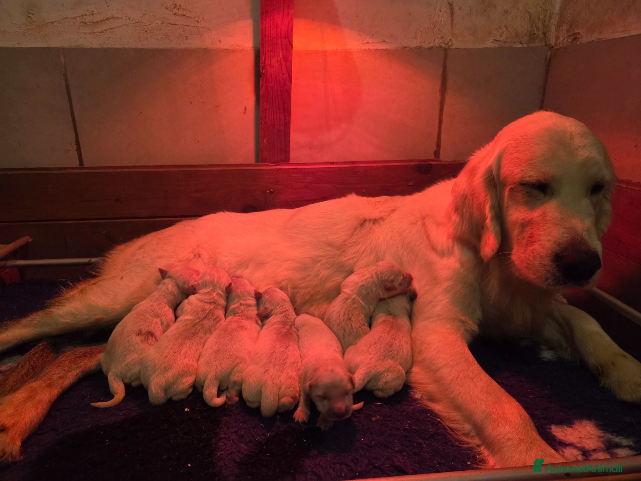 Golden Retriever cani Disponibili cuccioli golden retriever - Annuncio 1