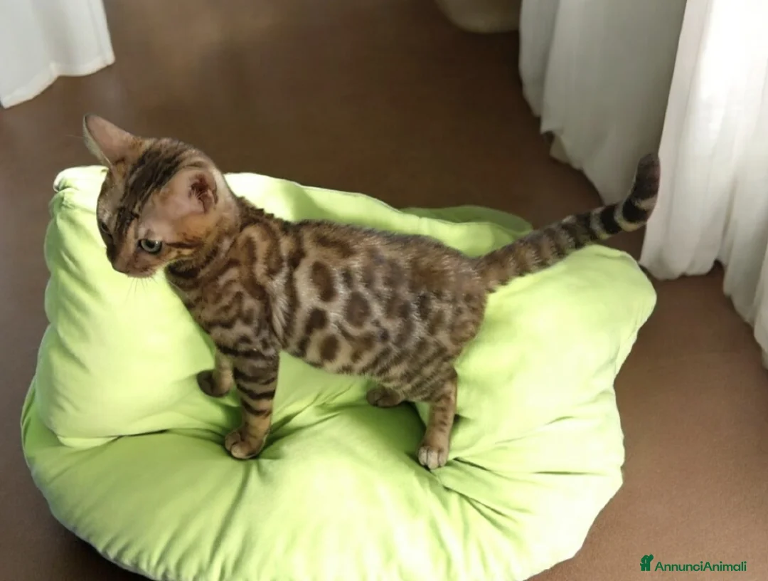 Bengala gatti in vendita: Bellissimi gattini del Bengala  - Annuncio 16
