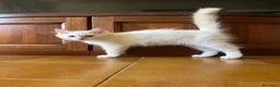 Siberiano gatti in vendita: vendesi cuccioli siberiani a Provincia di Arezzo - Annuncio 4
