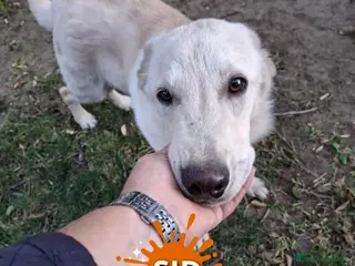 Meticcio cani SID 💙 - dolcissimo cucciolo, nessuno chiama 🥺 - Annuncio 9