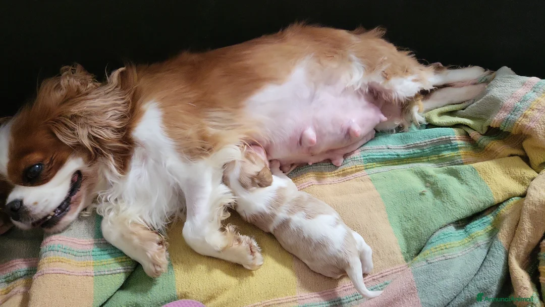 Cavalier King cani in vendita: Cavalier king charles spaniel  - Annuncio 1