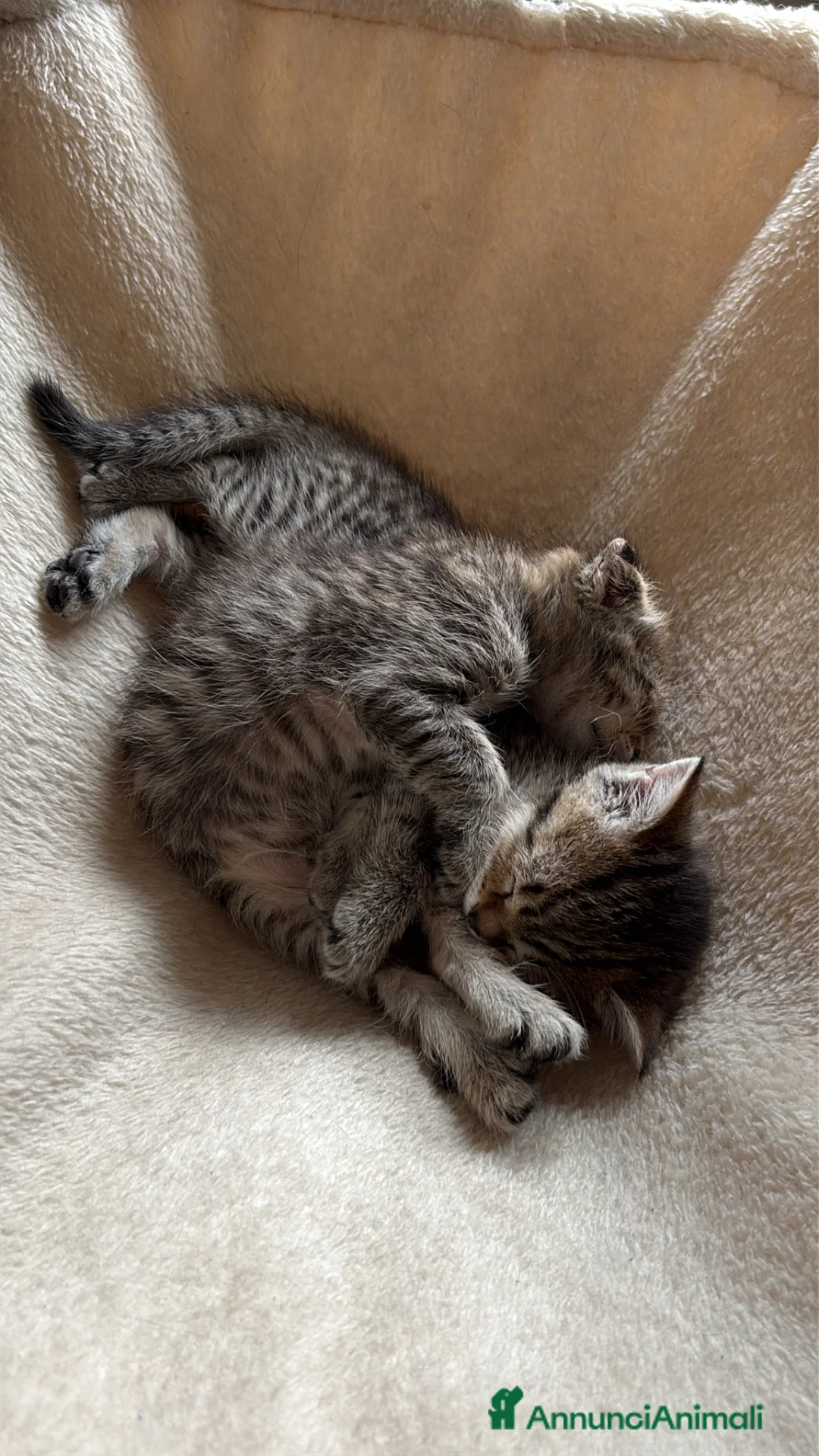 Scottish gatti in vendita: Scottish a Provincia di Bergamo - Annuncio 2