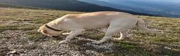 Labrador cani per accoppiamento: Labrador maschio per accoppiamento - Annuncio 7