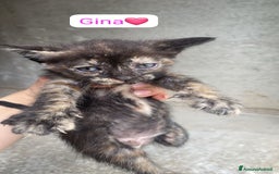 Meticcio gatti in regalo: Gattini dolcissimi cercano casa  a Città metropolitana di Milano - Immagine 11