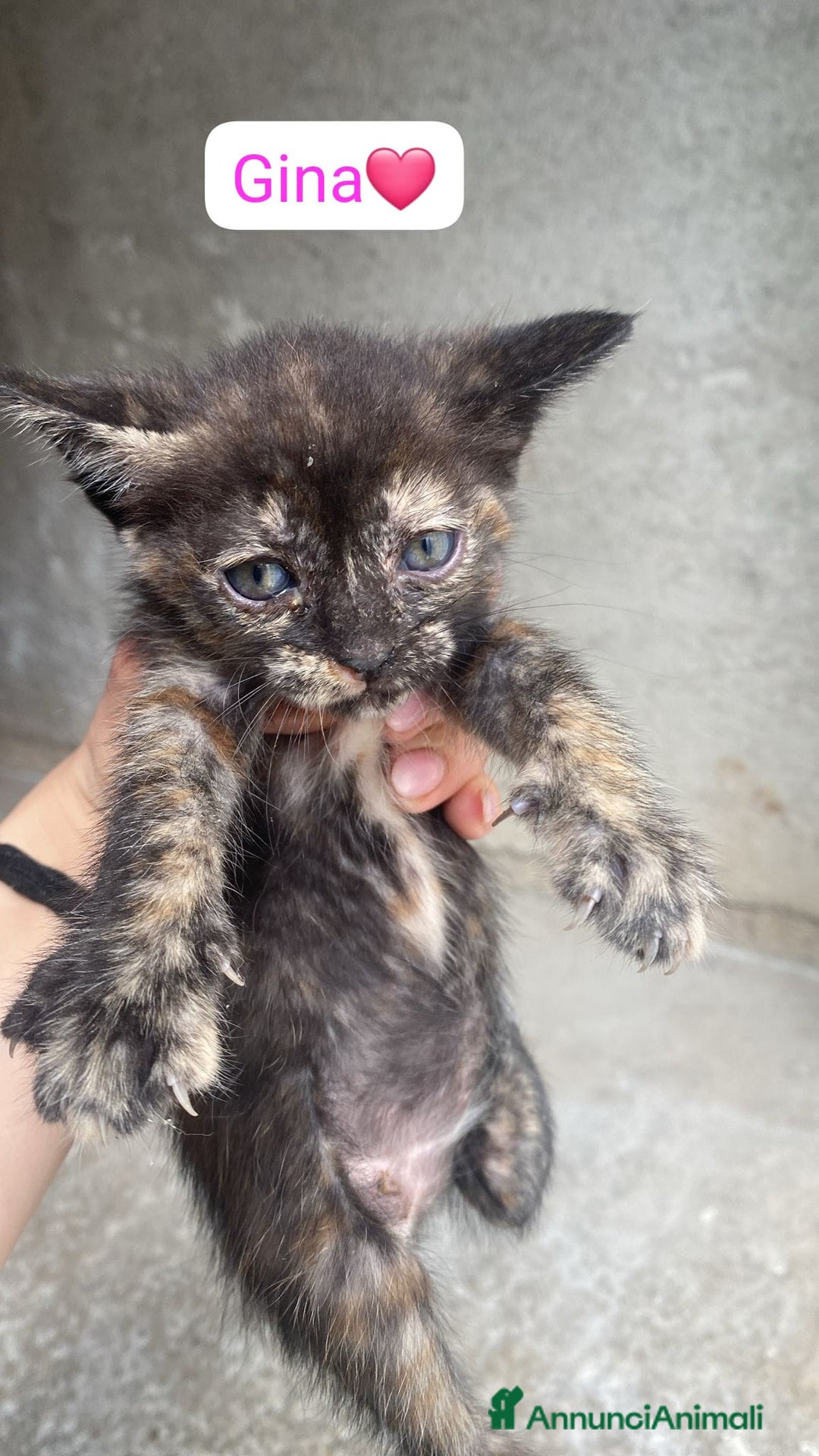 Meticcio gatti in regalo: Gattini dolcissimi cercano casa  a Città metropolitana di Milano - Immagine 11