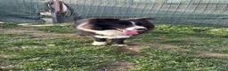 Border Collie cani per accoppiamento: Border collie maschio per accoppiamento  - Annuncio 6