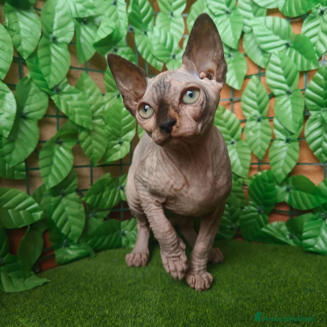 Sphynx gatti in vendita: Cucciola di Canadian Sphynx - Annuncio 14