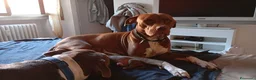 Pitbull cani in vendita: Vendo  - Annuncio 13