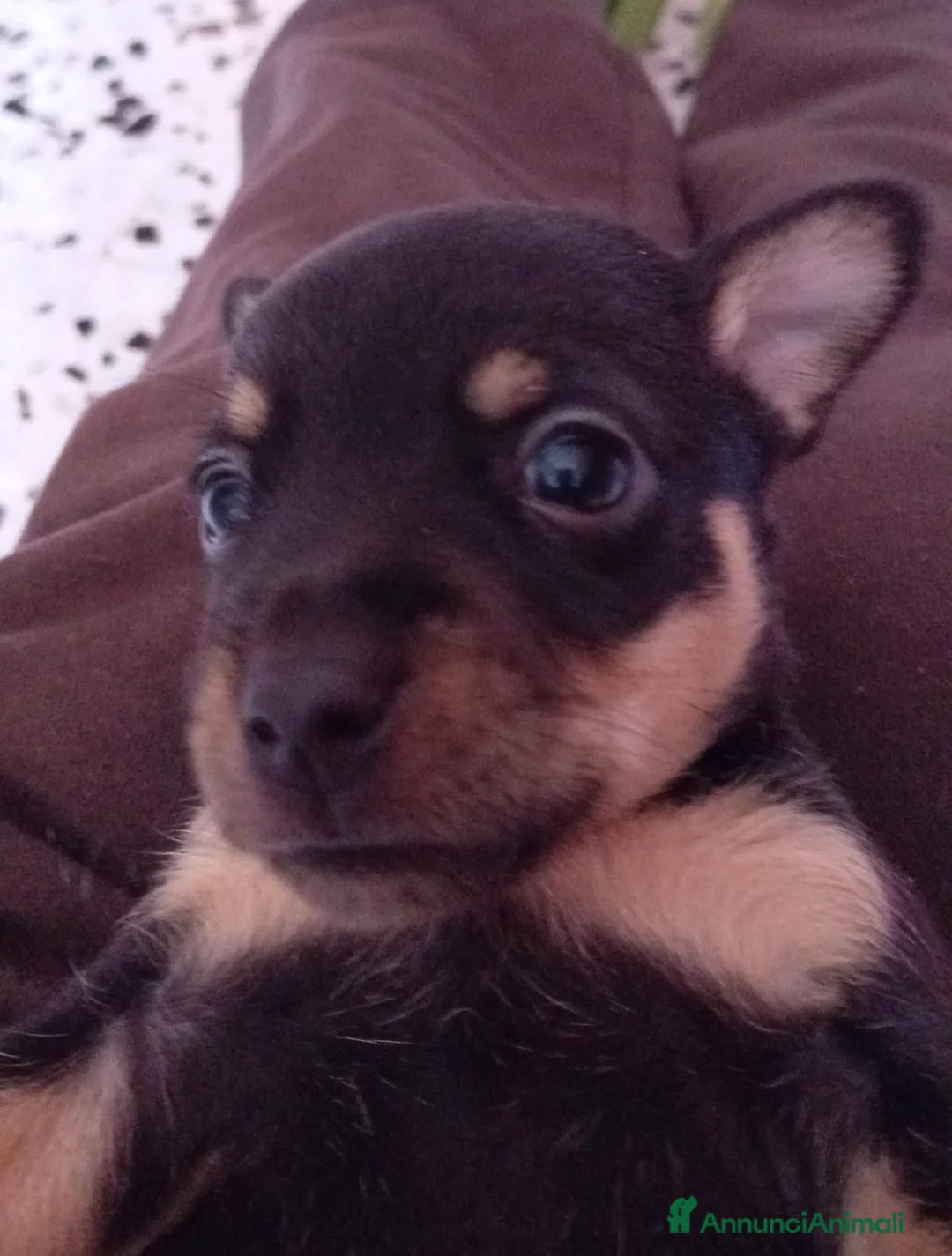 Pinscher Miniatura cani in vendita: Cuccioli in vendita  - Annuncio 7