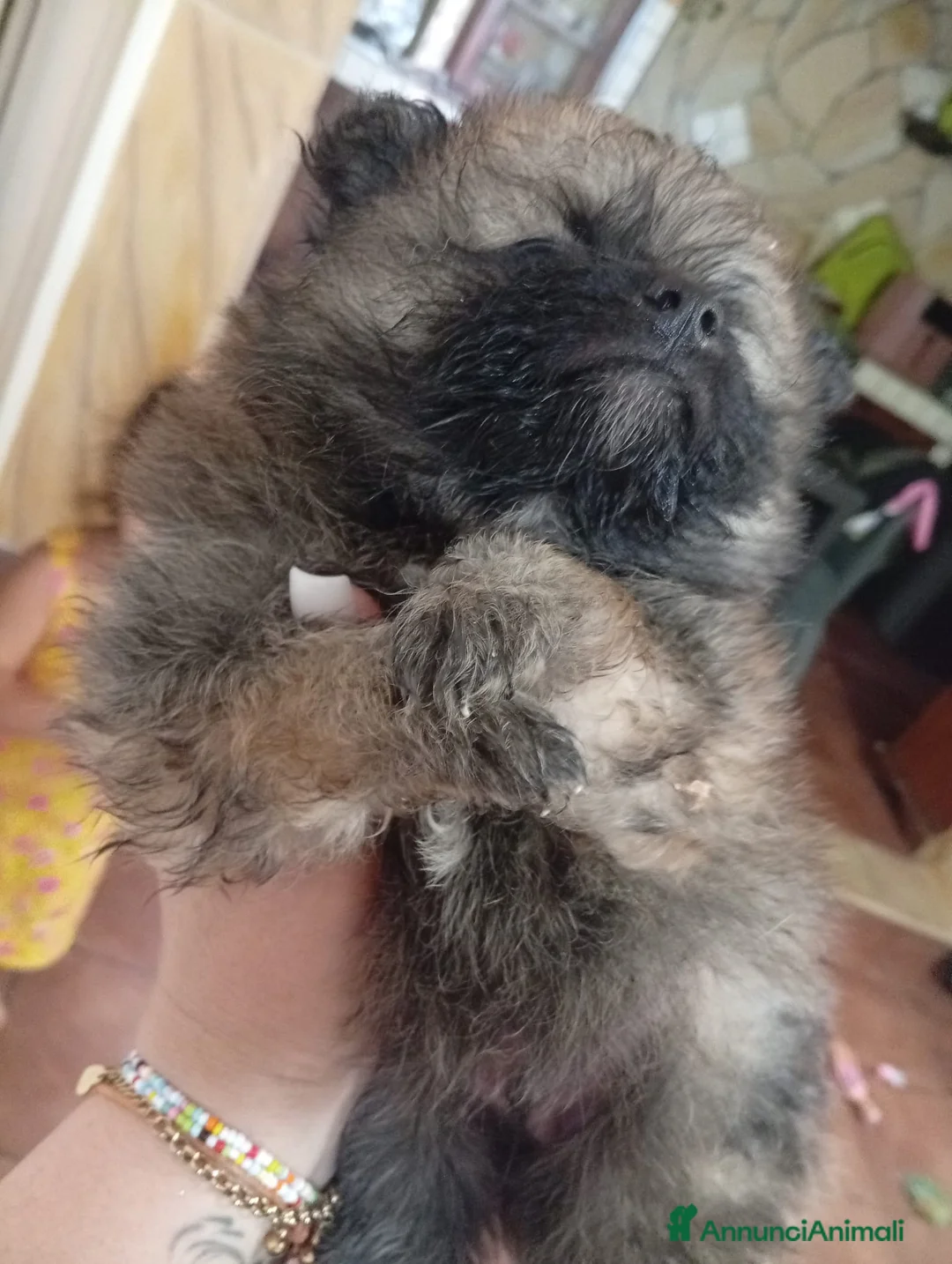 Volpino Pomerania cani in vendita: Cucciolo di Pomerania  - Annuncio 6