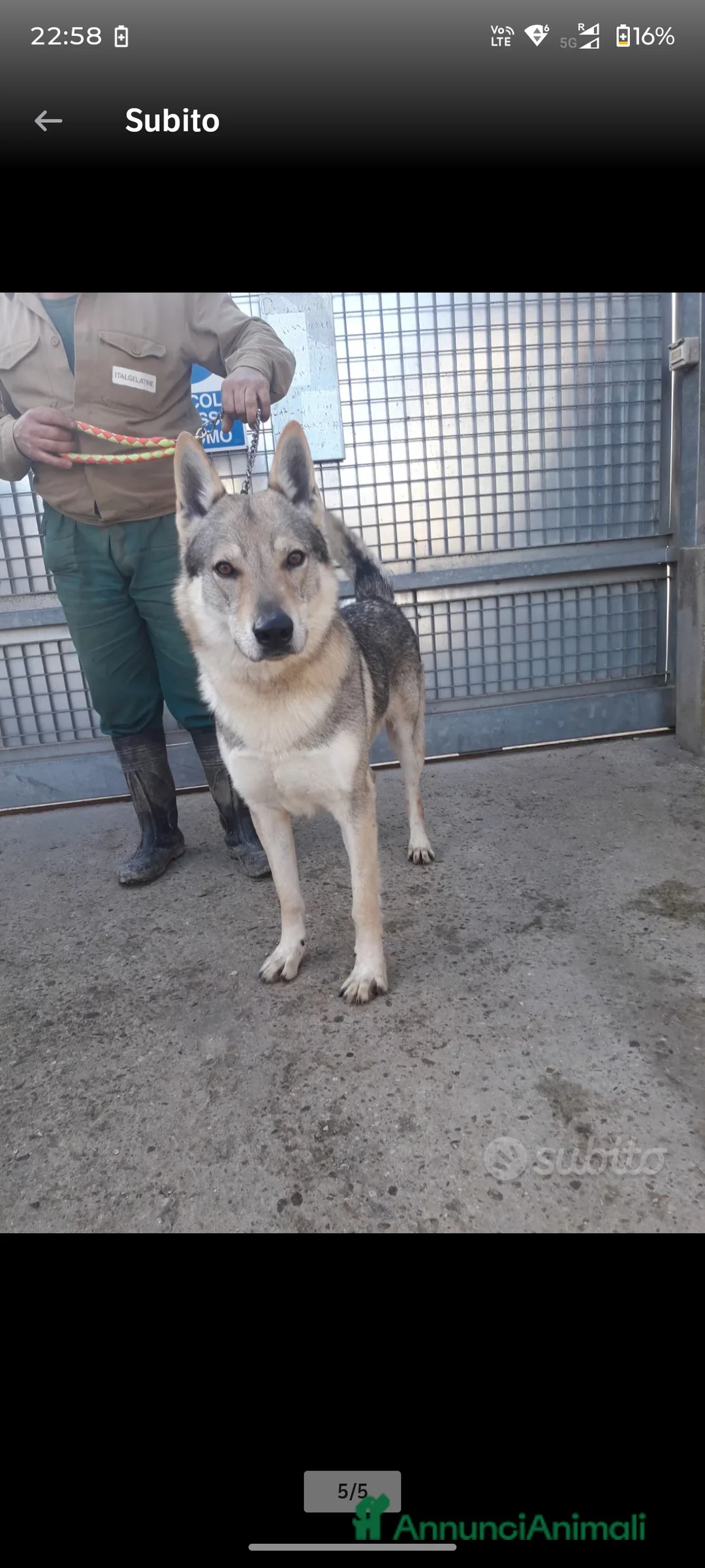 Lupo Cecoslovacco cani in vendita: Splendido cucciolo di Lupo Cecoslovacco (4 mesi)  - Annuncio 2