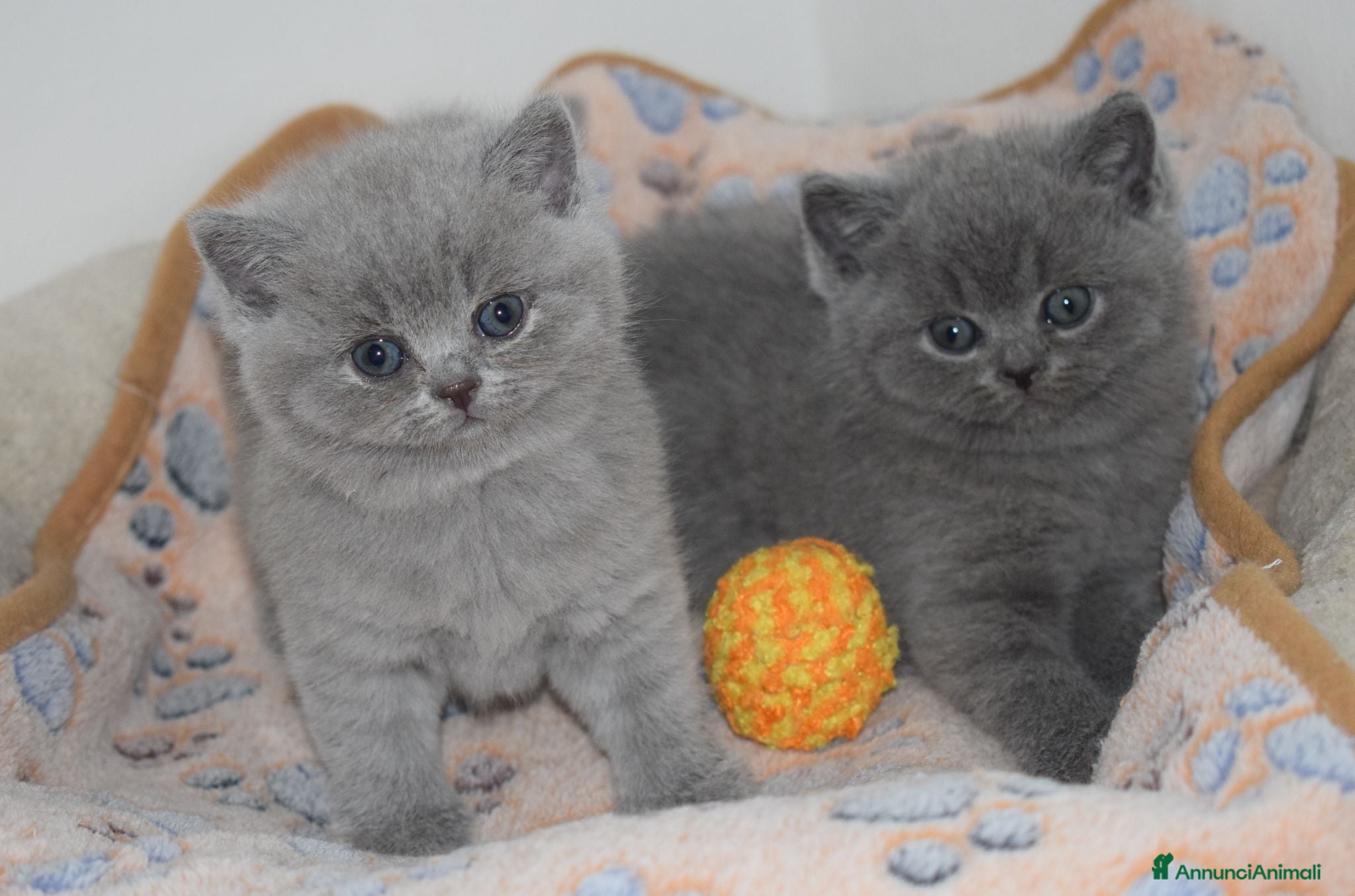 British gatti BRITISH Shorthair BLU - Annuncio 2