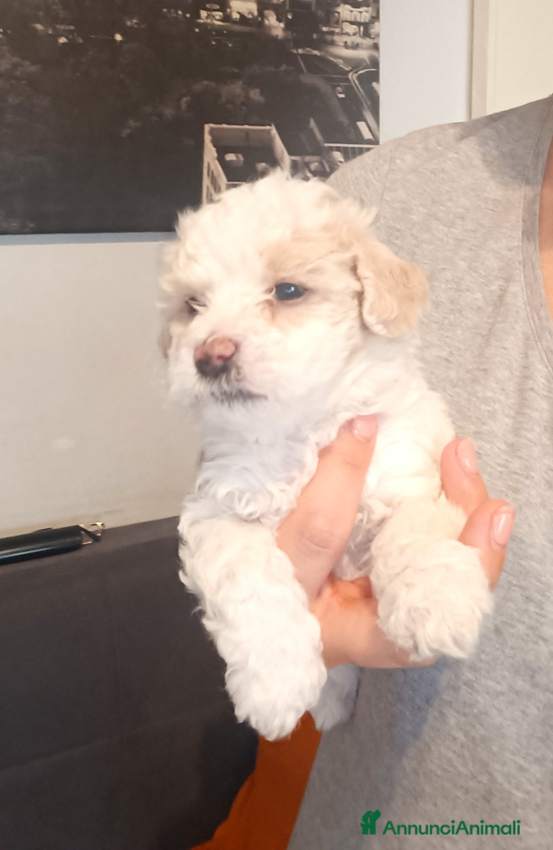 Maltese cani in vendita: Cuccioli di Maltipoo a Città Metropolitana di Torino - Immagine 6