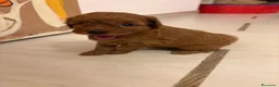 Barboncino Toy cani in vendita: Femmine barboncino toy fulvo - Annuncio 5