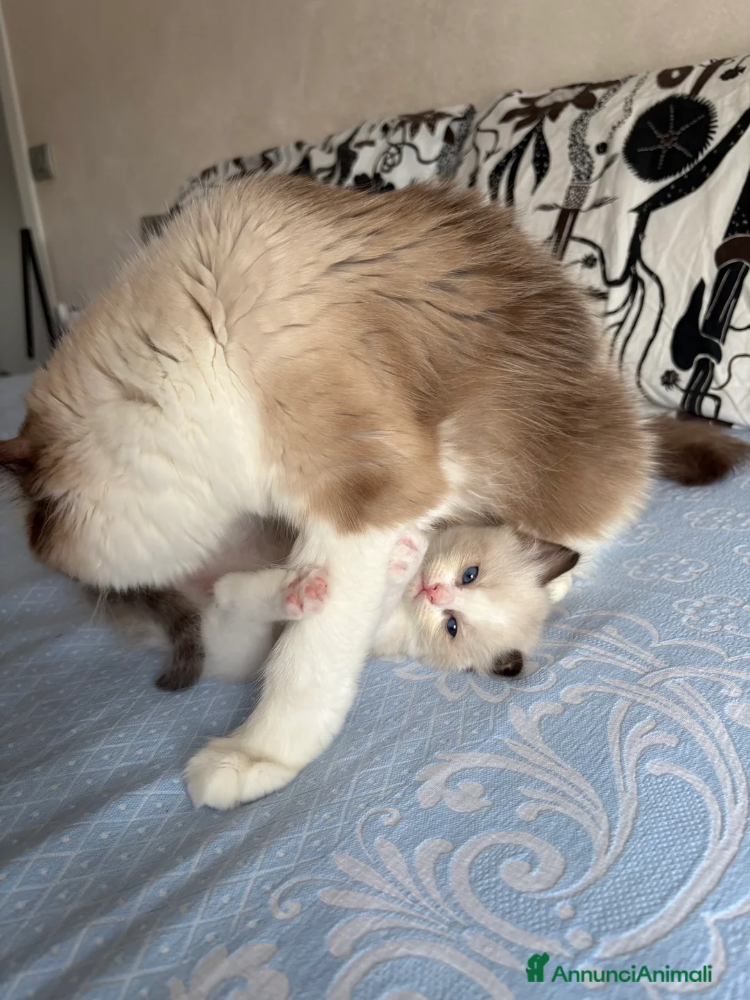 Ragdoll gatti in vendita: Cuccioli di Ragdoll con pedigree - Annuncio 2