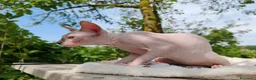 Sphynx gatti in vendita: Disponibili splendidi cuccioli di Sphynx ✨ - Annuncio 15