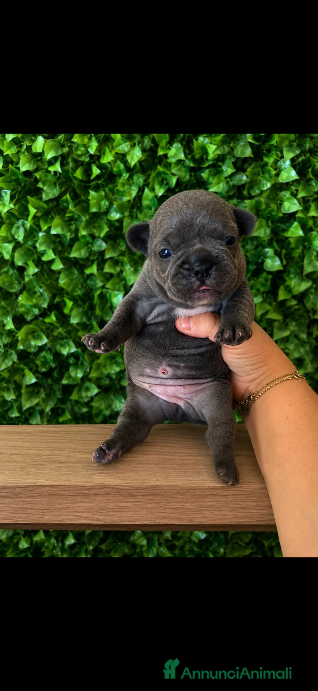 Bulldog Francese cani in vendita: Cuccioli bulldog francese  - Annuncio 2
