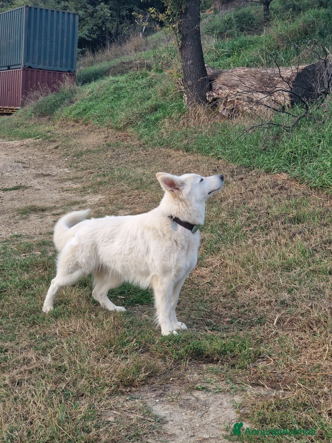 Pastore Svizzero cani per accoppiamento: Cercasi maschio per accoppiamento - Annuncio 1
