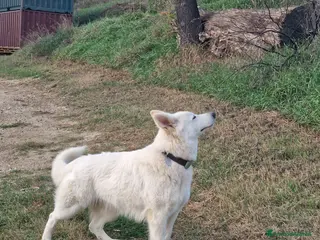 Pastore Svizzero cani Cercasi maschio per accoppiamento - Annuncio 15