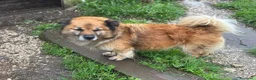 Meticcio cani in regalo: LUCIANO 4 anni taglia contenuta cerca casa - Annuncio 4
