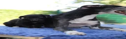 Whippet cani in vendita: Cuccioli di whippet  - Annuncio 4
