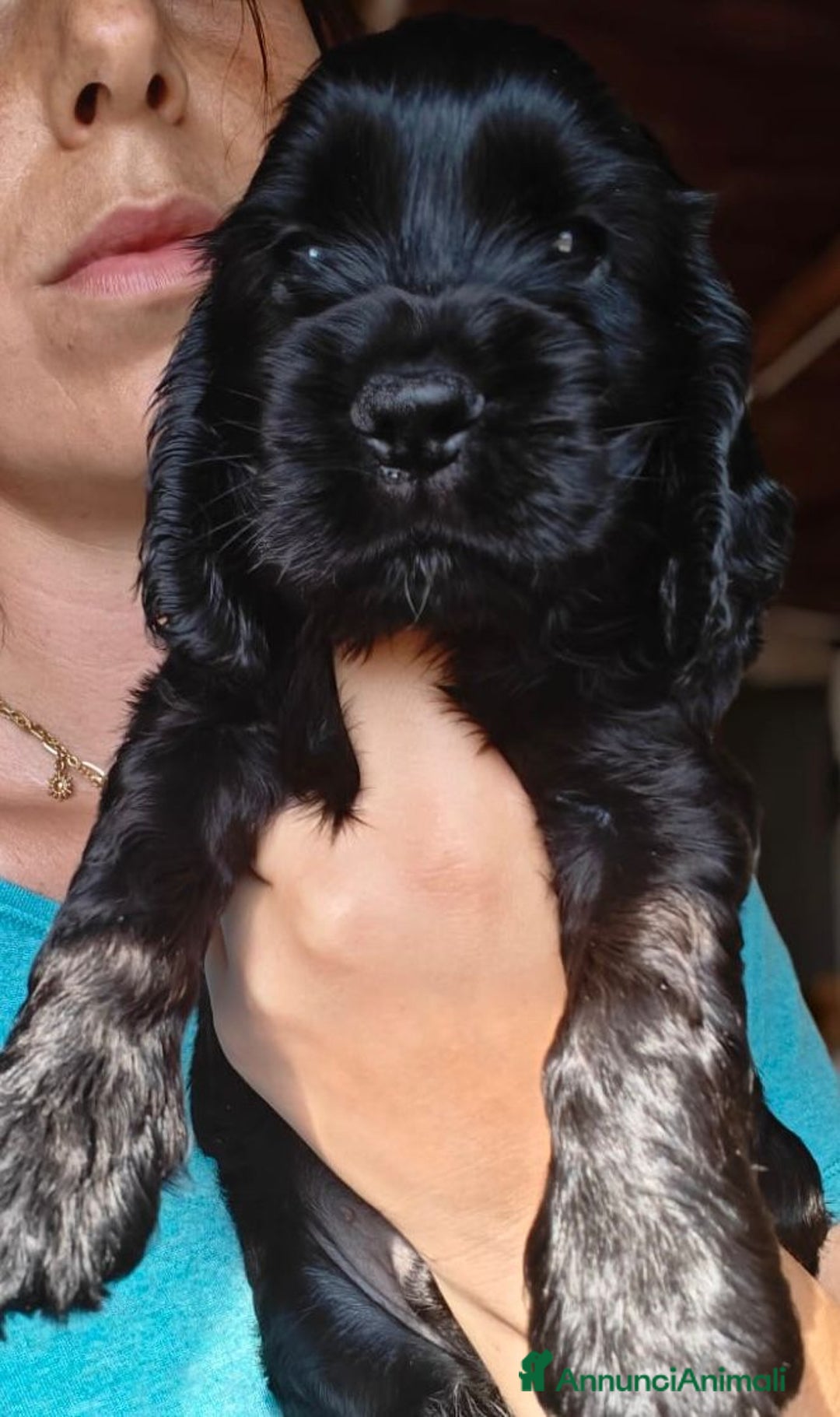 Cocker cani in vendita: cuccioli di cocker spaniel inglese con pedigree a Città metropolitana di Roma Capitale - Immagine 5